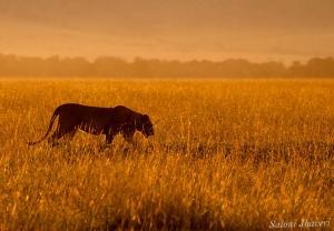 Field of gold